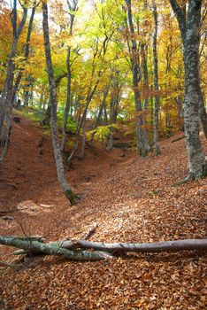 Autumn forest in the warm sunny day