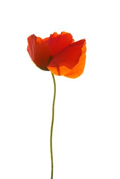 Beautiful red poppy isolated on white background