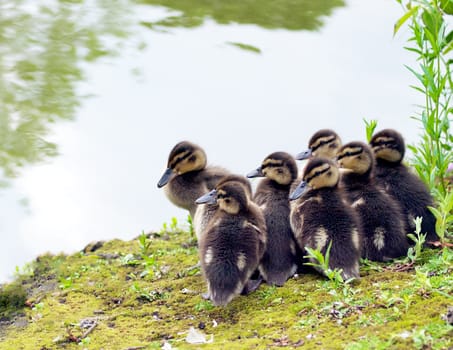 Mallard chicks