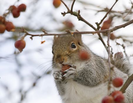 Squirrel eating