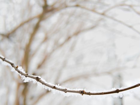 Branch or twig covered with snow, usable as wintertime decoration or illustration, framing effect, copyspace in the middle