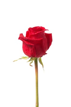 Beautiful red rose isolated on white background