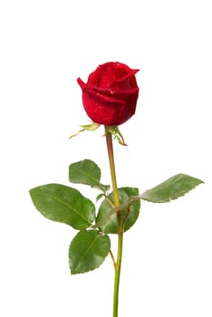 Beautiful red rose isolated on white background