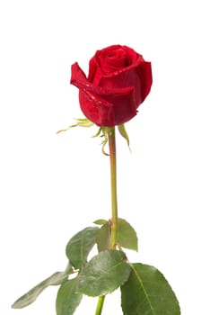 Beautiful red rose isolated on white background