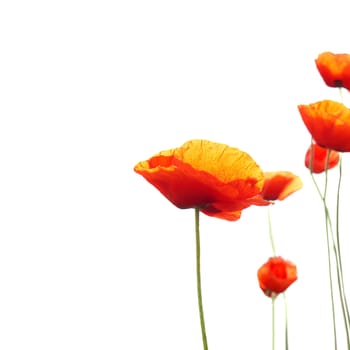 Beautiful red poppies isolated on white background