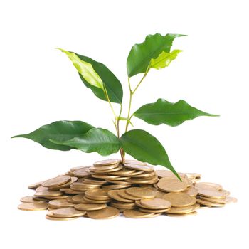 Green plant growing from the coins. Money financial concept.