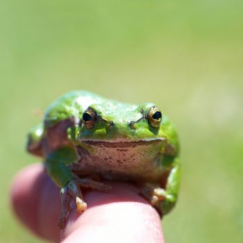 Green frog with grass background