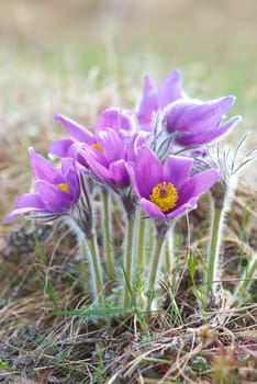 Pasqueflowers (Pulsatilla patens) on the field with grass