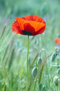 Beautiful red poppy on the field with green grass