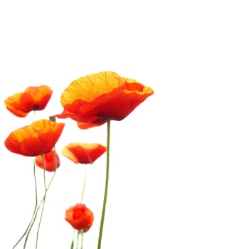 Beautiful red poppies isolated on white background