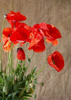 Poppies in the vase against dark grunge background