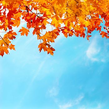 Autumn leaves with the blue sky background