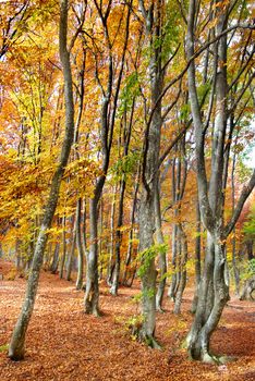 Autumn forest in the warm sunny day