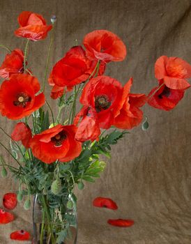 Poppies in the vase against dark grunge background