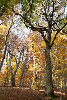 Autumn forest in the warm sunny day