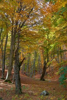 Autumn forest in the warm sunny day