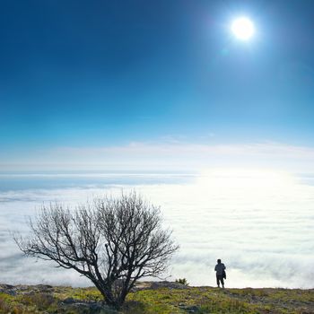 Lonely tree with clouds and blue sunny sky