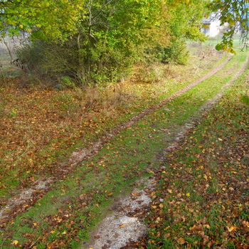 Path in the autumn forest with trees and yellow leaves