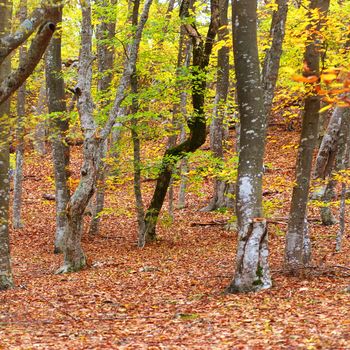 Autumn forest in the warm sunny day