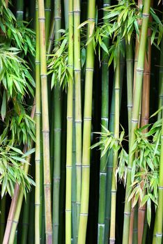 Green bamboo can be used for natural background