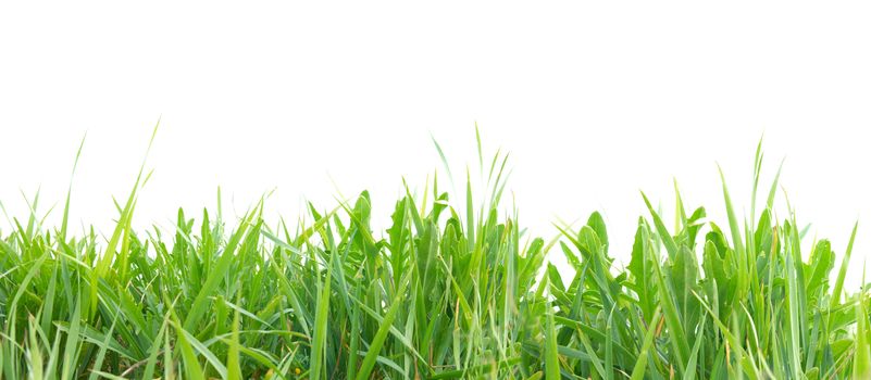 Green grass isolated on the white background