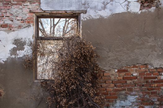 Old damaged wall of an abandoned house. Frame of a former window. Dry climbing plants in the window.