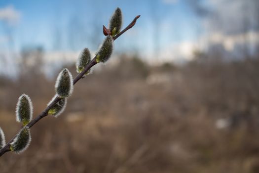 Twig of the catkins as a sign of the early spring. Blur nature in the background, blue sky.