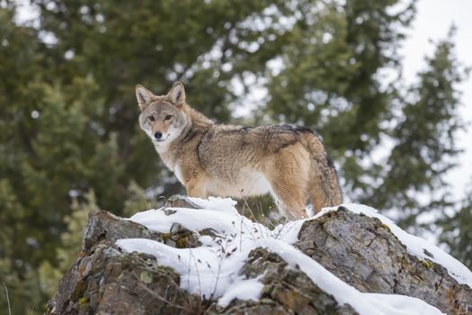 A Coyote searches for a meal in the snowy mountains of Montana.