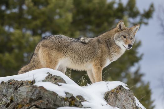 A Coyote searches for a meal in the snowy mountains of Montana.