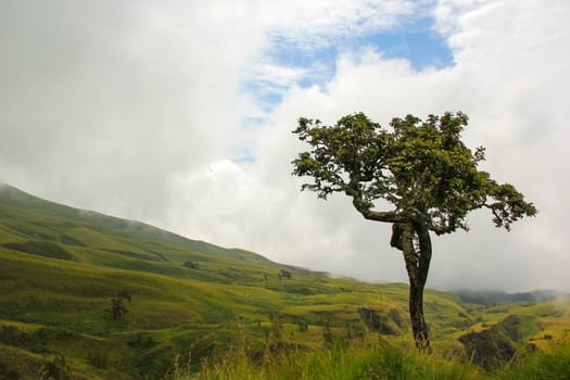 Landscape on mountain with grass and cloud