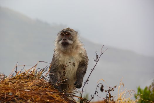 Monkey searching garbage for food in mountain