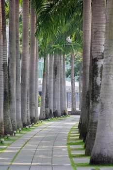 Row of palm trees with walking path