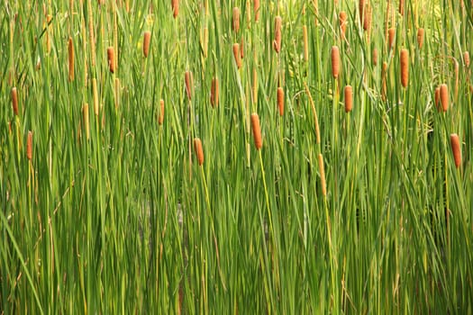 Green grass, Cattail (Typha angustifolia) for background