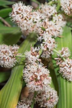 Flowers of Dracaena fragrans are blossom