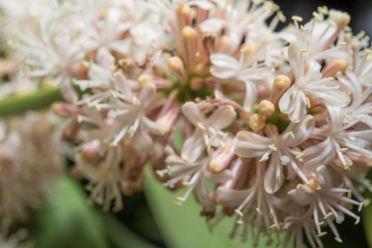 Close up flowers of Dracaena fragrans are blossom