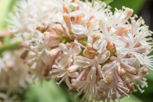 Close up flowers of Dracaena fragrans are blossom