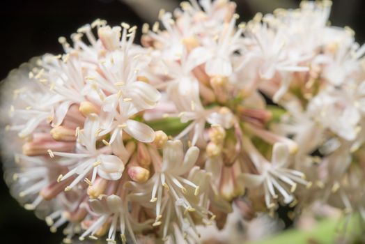 Close up flowers of Dracaena fragrans are blossom