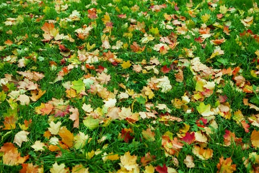 Close up view of autumn field covered with yellow foliage