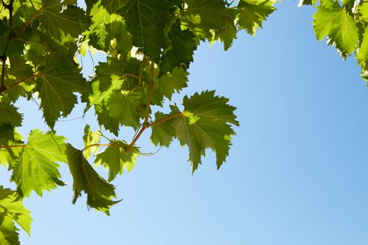 close up view of nice  fresh white grape in nature