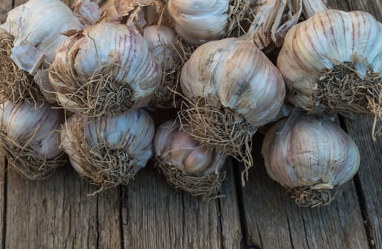 Bunch of garlic on a wooden background