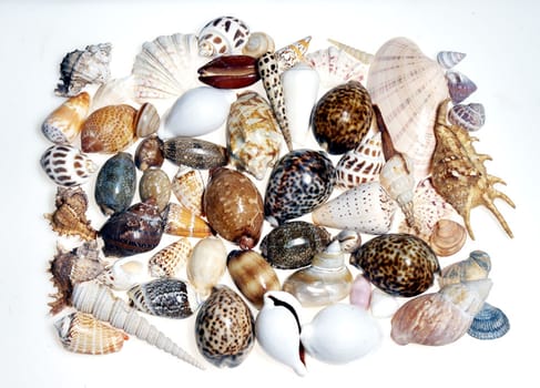 Shells gathered from beaches around the globe and attractively displayed.