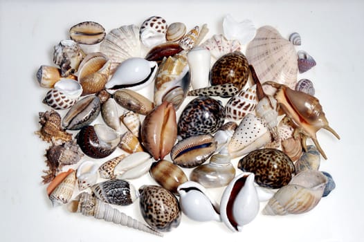 Shells gathered from beaches around the globe and attractively displayed.