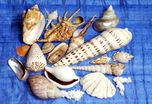 Shells gathered from beaches around the globe and attractively displayed.