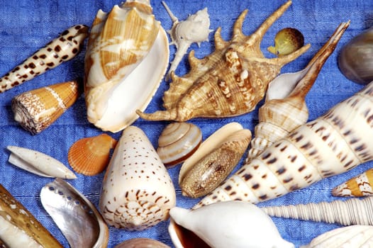 Shells gathered from beaches around the globe and attractively displayed.