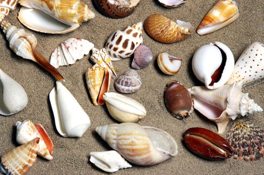 Shells gathered from beaches around the globe and attractively displayed.