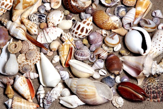 Shells gathered from beaches around the globe and attractively displayed.