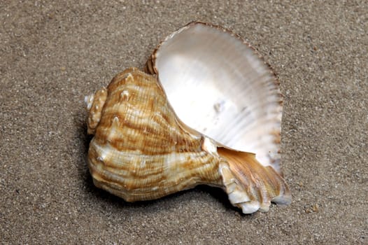 Shells gathered from beaches around the globe and attractively displayed.