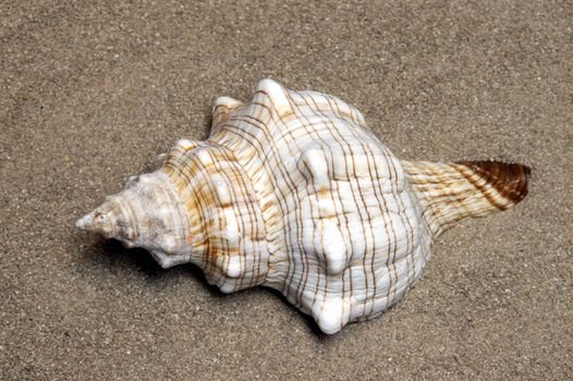 Shells gathered from beaches around the globe and attractively displayed.