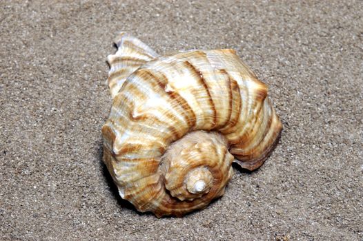 Shells gathered from beaches around the globe and attractively displayed.