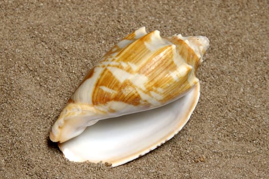 Shells gathered from beaches around the globe and attractively displayed.